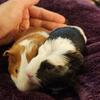 Bonded Pair - Short hair guinea pig babies (males)