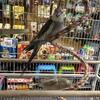Cockatiels for sale 