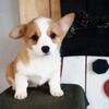 AKC Pembroke corgi female