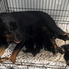 German Rottweiler puppies