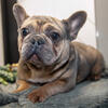 Beautiful Merle French Bulldogs