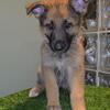 German Shepherd puppies