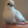 2 birds - baby and 2 yr female (diamond doves)