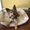 Adult Female Yorkie - MeMee
