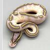 Pastel highway 100% het pied Female 