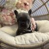 FRENCH BULLDOG PUPPIES 
