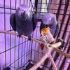 Amazing pair of male and female African greys