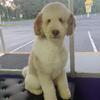 STUD SERVICE ONLY standard poodle