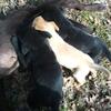 Older black lab pups 