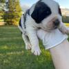Saint Bernard puppies 
