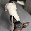 Jack Russell Terrier, female 