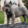 Healthy Trained Cane Corso Pups $300