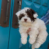 Akc havanese make puppy