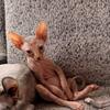 Sphynx for sale 