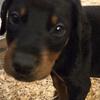 DOBERMAN PUPPIES