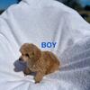 Toy Poodle Puppies 