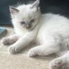 SOLD  MORE AVAILABLE Elliot Ragdoll kitten Kats Ravishing Ragdolls