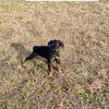 Male Doberman Puppy - Dark Blue Collar 