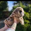 English bulldog puppies 