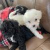 SHIH POO PUPPIES READY NOW !!