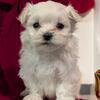 AKC MALTESE PUPS