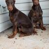 Doberman Pinscher twins