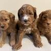 Cockapoo puppies 