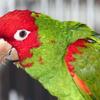 Hand Raised Cherry Head Conures