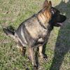 German Sheperd needing forever home