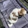 7 Week Old SHIH TZU Puppies Available 