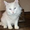 $25 Turkish Angora