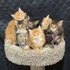 Xxl Maine coon Kittens 