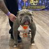 Champion Bully Stud