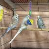 English budgies