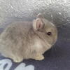 purebred Netherland dwarfs 727-877-6288