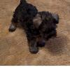 Beautiful AKC Miniature Schnauzer Puppies,