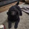 AKC STANDARD POODLE, Brown Female