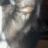 Kittens Maincoon mix