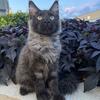 Black smoke male Maine Coon kitten 4 months 