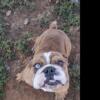 Male English Bulldog 