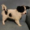 AKC Papillion male Buddy