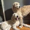 Adorable labradoodle Boys