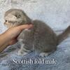 Scottish Straight and Fold
