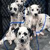 Dalmatian puppies! 2 males left! 
