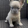 Frenchie Puppy 
