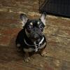 Akc French bulldog pup