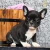 LILY- FRENCHTON PUPPY