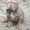 Exotic bullies for sale