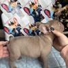 Gorgeous Isabella French bulldogs