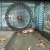 Dwarf Hamsters For Rehoming
